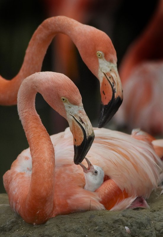 A resort in the Bahamas is seeking a CFO -- a "Chief Flamingo Officer" to care for its flock of exotic birds. File Photo by Ken Bohn/San Diego Zoo/UPI | <a href="/News_Photos/lp/f80f3aee529339e132e10cf3cf513001/" target="_blank">License Photo</a>