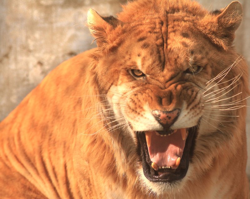 A lion snarls at tourists at the Siberian Tiger Park in Harbin, the capital of the China's northern Heilongjiang Province near Russia on February 27, 2012. In South Africa on Monday, police said a lion poacher was attacked and eaten by a pride of lions. File Photo by Stephen Shaver/UPI