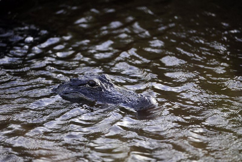 Police in Kewaskum, Wis., are warning visitors to Reigle Family Park to use caution after an alligator sighting was reported in the park's pond. File Photo by David Tulis/UPI | <a href="/News_Photos/lp/0c1cf5cc164aefeeb3b65f87b35dffd8/" target="_blank">License Photo</a>