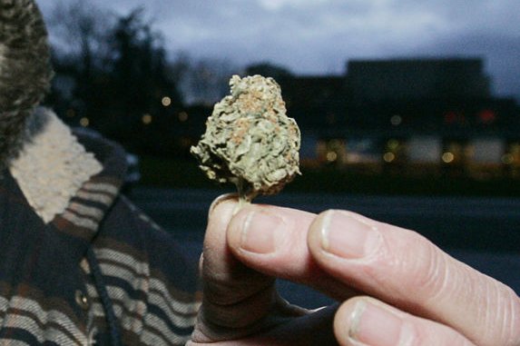 A marijuana user displays a bud (File/UPI/Jim Bryant)