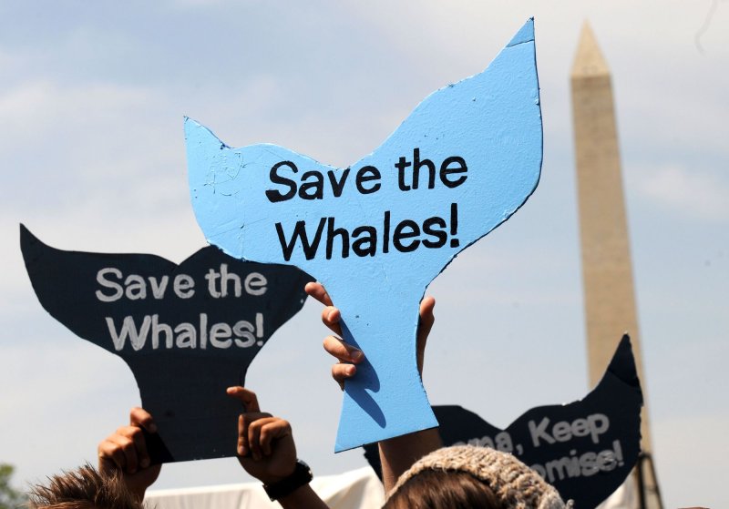 Demonstrators hold signs at a rally calling on President Barack Obama not to overturn a band on commercial whaling, in Washington on April 22, 2010. This event was part of the Earth Day Networks' celebration of the 40th anniversary of Earth Day. UPI/Kevin Dietsch