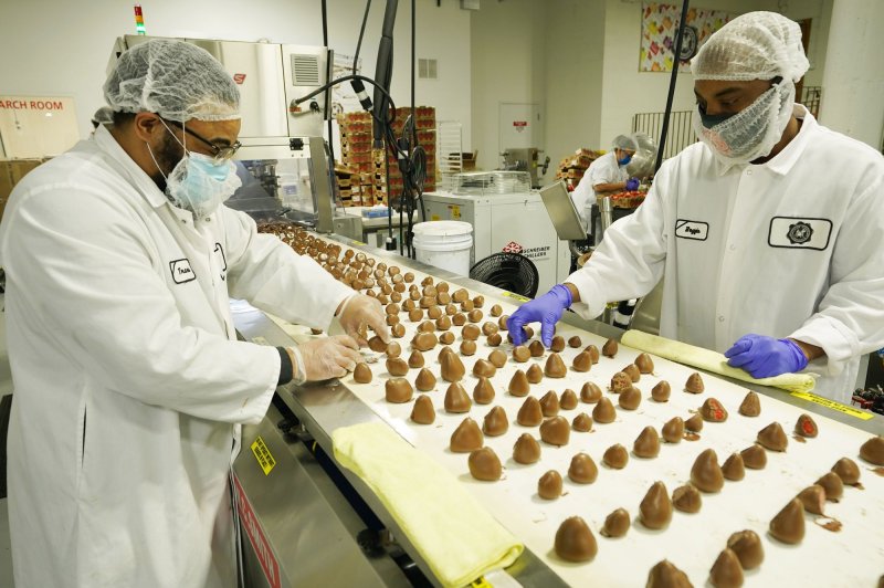 Two workers position chocolate-covered strawberries at the Chocolate, Chocolate, Chocolate confections store in St. Louis, Mo., on February 11. Photo by Bill Greenblatt/UPI