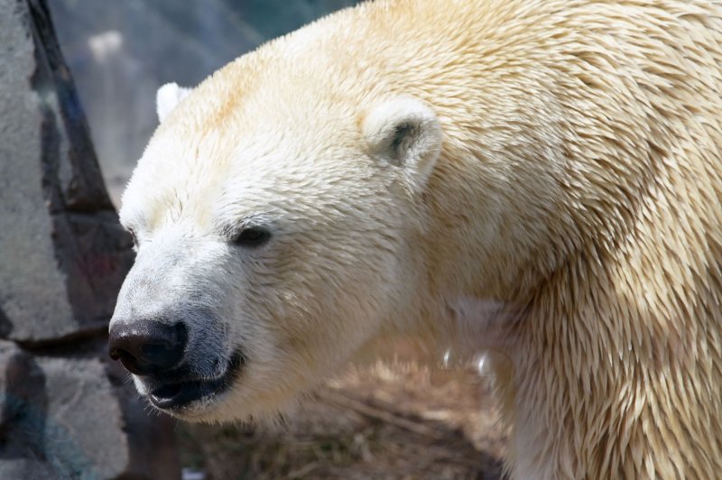 After the attack, the polar bear was chased out of the area and authorities later found that it was badly injured and had to be euthanized. File Photo by Bill Greenblatt/UPI | <a href="/News_Photos/lp/363570c49599a7df15f9819a1330072b/" target="_blank">License Photo</a>