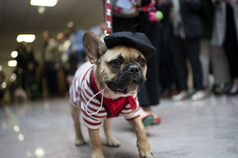 Dogs in costumes parade before a large crowd of congressional staff at the "Bipawtisan Howl-o-ween Dog Parade" inside the Hart Senate Office Building in Washington, D.C. The parade was created in 2017 by Sen. Thom Tillis, R-N.C., who was unable to host this year after he tested positive for COVID-19. Photo by Bonnie Cash/UPI