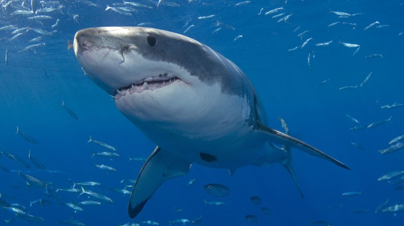 Real-life 'Jaws' spotted off Hamptons