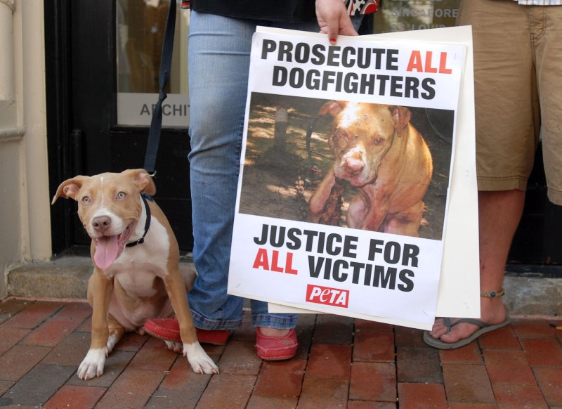 Cupcake, a Pit Bull, joins anti-dog fighting protesters waiting for Atlanta Falcons quarterback Michael Vick to arrive at federal court in Richmond, Virginia, on July 26, 2007. Vick is accused of being involved with dog fights on his Virginia property. (UPI Photo/Roger L. Wollenberg)