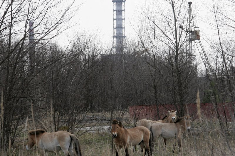 Wild horses are seen close to the Chernobyl nuclear power plant near Kyiv, Ukraine. The facility has not had full power since March 9 when Russian troops attacked and seized control of the facility. Russia also has control of Ukraine's Zaporizhia nuclear power plant. &nbsp;File Photo by Sergey Starostenko/UPI | <a href="/News_Photos/lp/8b220a1f3e4db1902e6c7faeb062ed01/" target="_blank">License Photo</a>