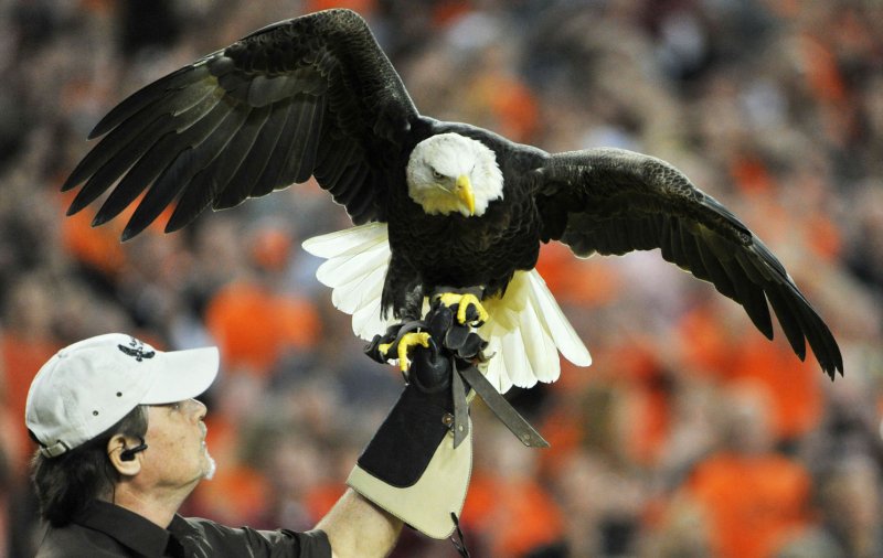 Challenger the Bald Eagle lands after his flight during pre-game festivities of the Fiesta Bowl between Stanford and Oklahoma State at University of Phoenix Stadium in Glendale, Arizona, January 2, 2012. UPI /Art Foxall