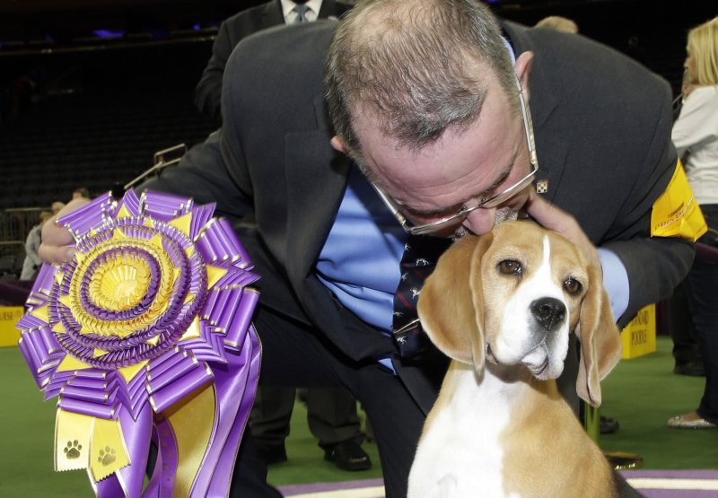 Beagle wins Westminster Kennel Club's Best in Show title 