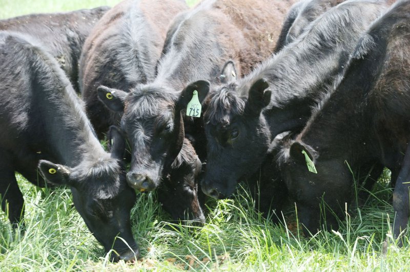 The North Dakota Department of Agriculture has confirmed a new case of anthrax in cattle, bringing the total amount of infected animals up to 25 for this year. File Photo by Bill Greenblat/UPI