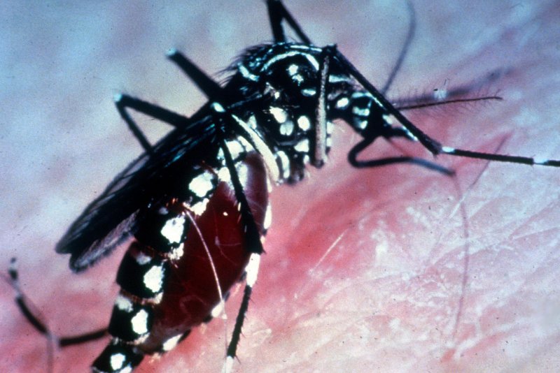 With cases of chikungunya continuing to increase, researchers are advising travelers to affected countries be more vigilant at trying to prevent mosquito bites. File Photo by Jack Leonard/New Orleans Mosquito Control Board | <a href="/News_Photos/lp/698f5d23743cb83377407132631267de/" target="_blank">License Photo</a>