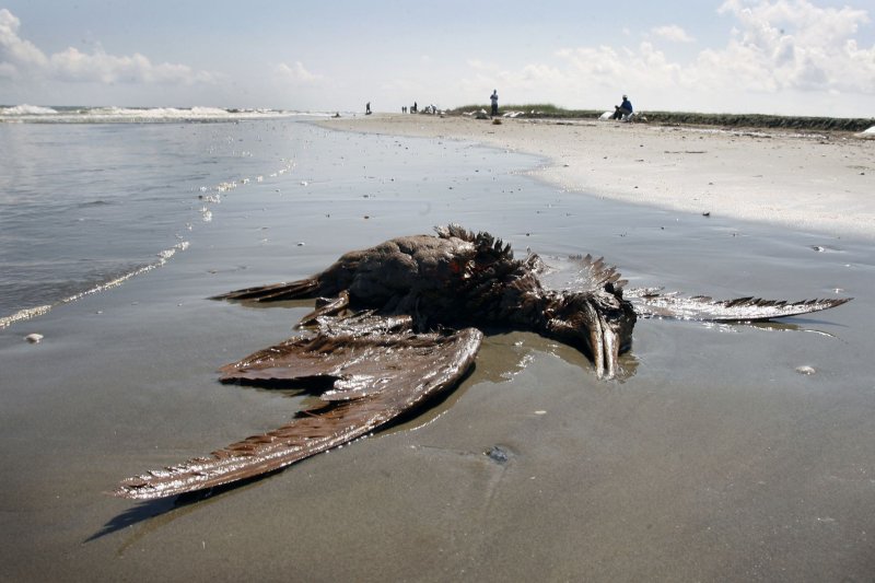 Oil spills disrupt entire food webs, new study shows