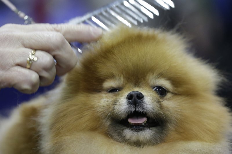A Pomeranian named Tiche groomed to compete at the 140th Annual Westminster Kennel Club Dog Show at Pier 92 in New York City on Monday. The first Westminster show was held on May 8, 1877, making it the second-longest continuously-held sporting event in the United States behind only the Kentucky Derby. Photo by John Angelillo/UPI