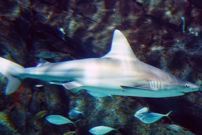 Sharks were among 44% of migratory species that signatories to a United Nations treaty are pledged to protect that are in decline or in danger of extinction, according to a U.N report out Monday. File Photo by Bill Greenblatt/UPI