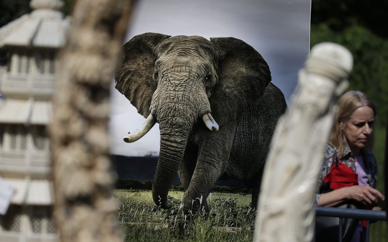 Trump admin lifts ban on importing endangered elephant remains from Africa