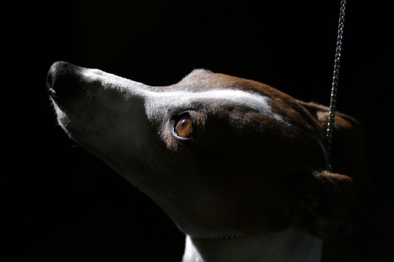 Head shape, breed function play a part in dog-to-human communication