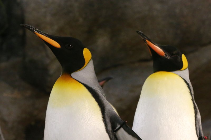 Odd job: Run post office, monitor penguins in Antarctica