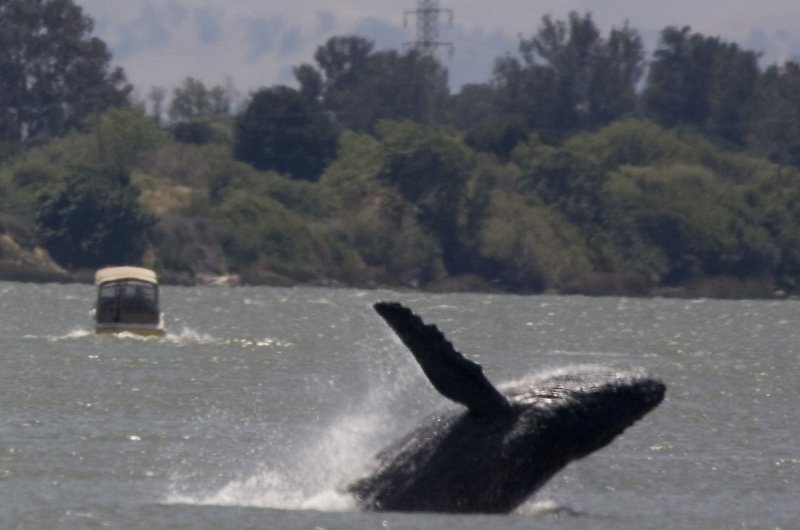 Wayward humpback whale Delta breaches in the Sacramento River near Rio Vista, California on May 27, 2007. A Wednesday report in the journal Biology Letters said humpback whales travel much longer distances than thought to mate in Mexico and Hawaii. File Photo by Aaron Kehoe/UPI