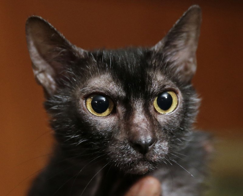 New York lawmakers ban cat declawing