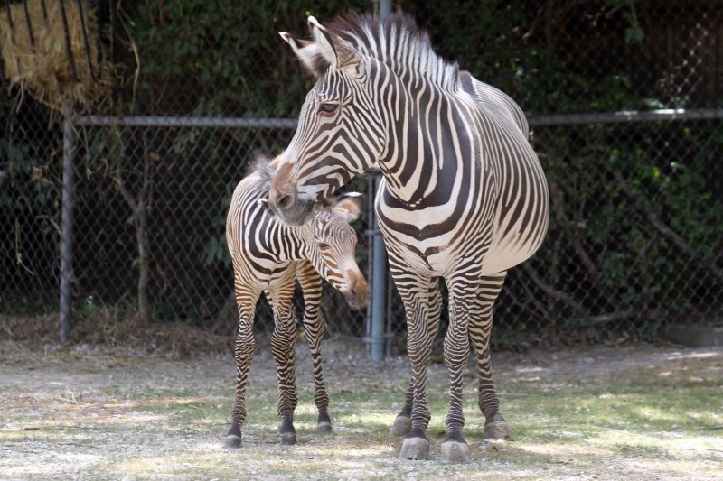 Como Park Zoo announces birth of zebra foal