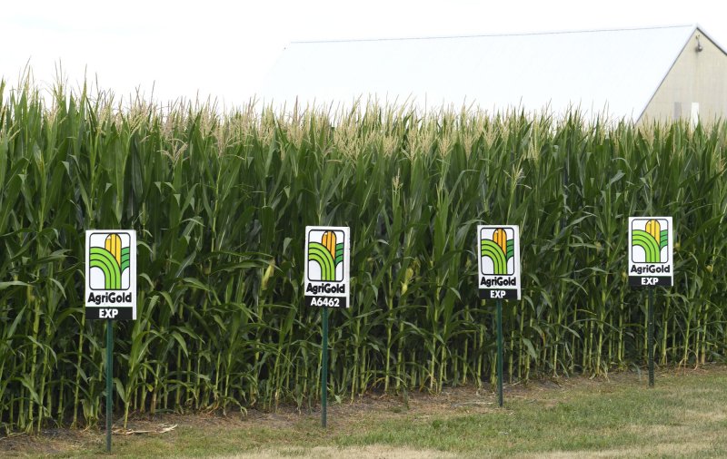 Corn prices dive as USDA predictions show increase in fall yields