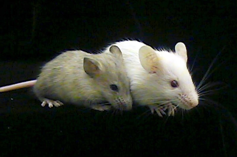 Miniature human brain implants survive, grow inside mice for months
