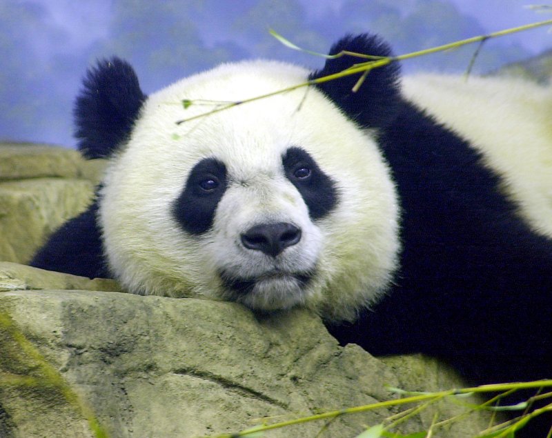 National Zoo's panda may be pregnant