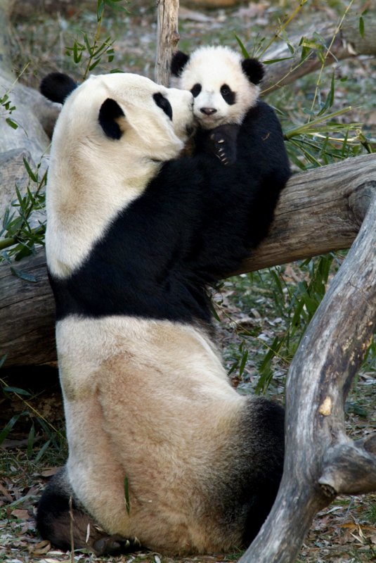 No new cub for National Zoo panda
