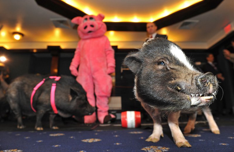 Group slams use of live pigs in training