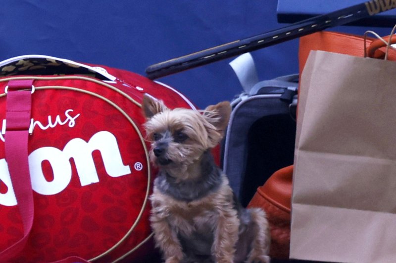 Tennis star Serena Williams' dog, Chip, a Yorkshire Terrier, has his own Instagram account with more than 13,000 followers. He hung on the sidelines of the practice courts Saturday at the U.S. Open. Photo by John Angelillo/UPI