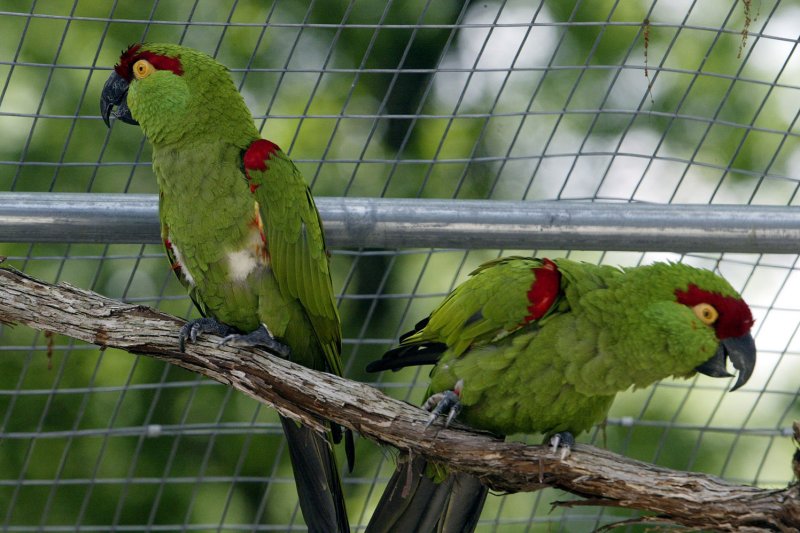 World Parrot Day was founded by the World Parrot Trust in 2004