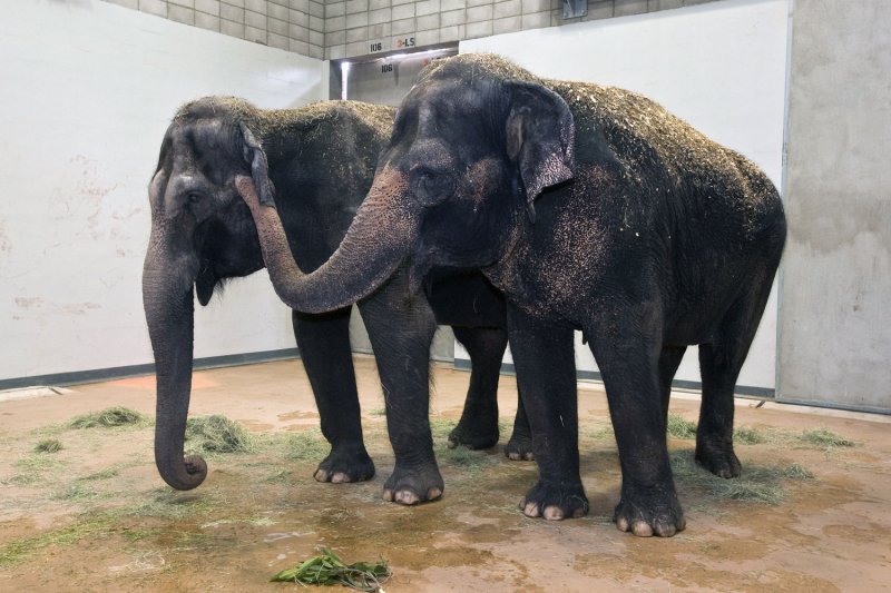 Elephant-on-elephant violence confirmed