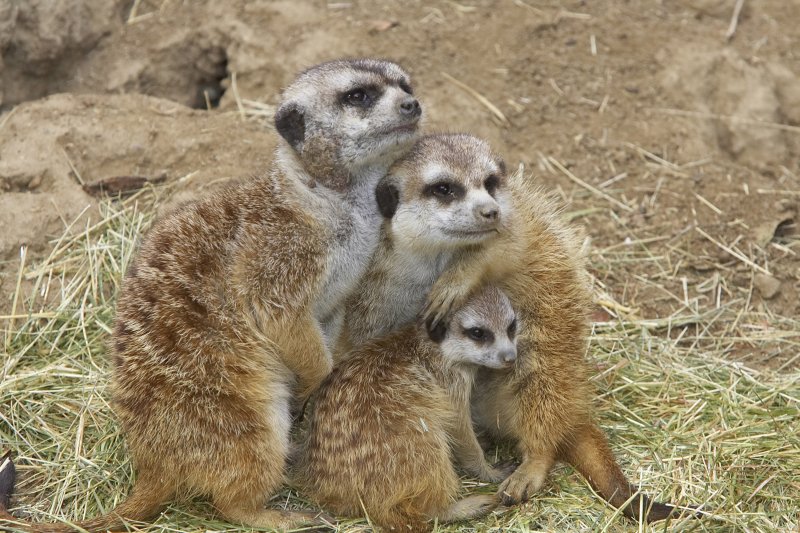 A resident of a town in Zuid-Holland, Netherlands, is asking local residents to keep watch for his escaped pets -- a trio of meerkats. File Photo by Ken Bohn/San Diego Zoo/UPI
