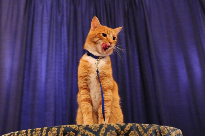 Ginger Cat Appreciation Day was founded in 2014 by Wisconsin man Chris Roy in tribute to his longtime cat, Doobert. File Photo by Kevin Dietsch/UPI