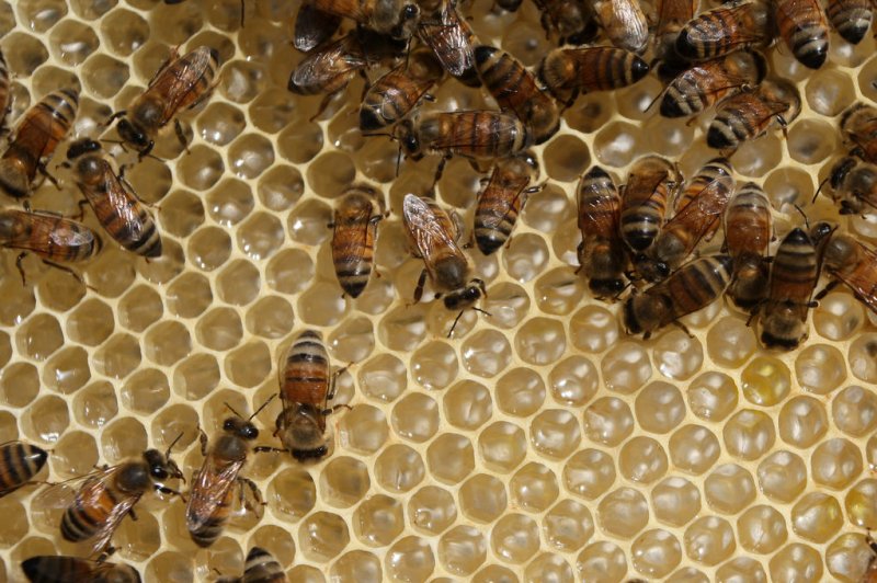 Light therapy can protect bees from pesticide poisoning