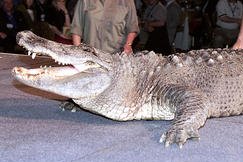 Crocodile injured by falling accountant during circus bus accident in Russia