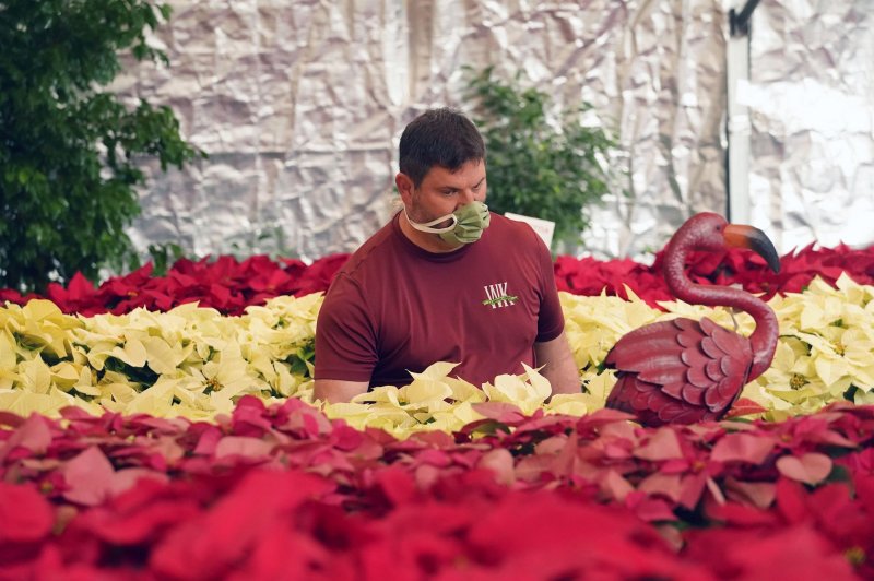 A floral arranger wears a mask as he waters hundreds of poinsettia plants on Wednesday at Walter Knoll Florists in St. Louis, Mo. Photo by Bill Greenblatt/UPI