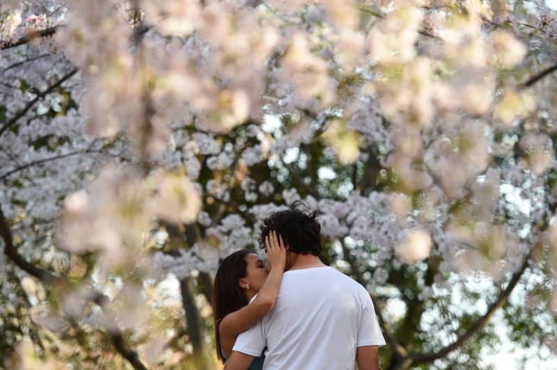 A couple kiss among cherry blossom trees at the Tidal Basin in Washington D.C. on April 13, 2014. UPI/Molly Riley