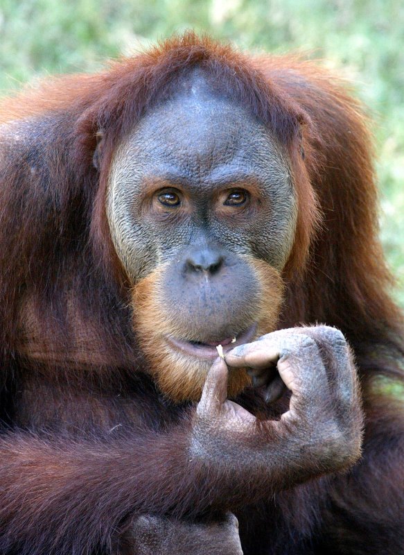 Study: Humans came from orangs, not chimps