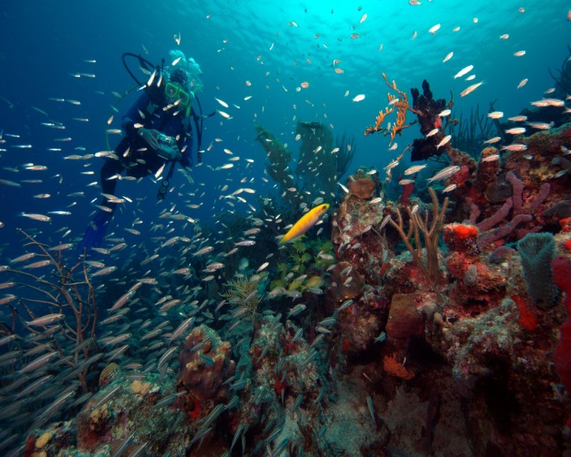The latest research suggests coral restoration efforts are having positive effects on Caribbean coral. Photo by Norm Diver/Shutterstock