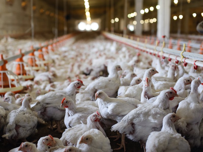Thomas and Susan Blassingame, owners of a Tennessee poultry farm which supplied McDonald's, pleaded guilty to animal cruelty charges on October 29, 2015. File photo by format35/Shutterstock
