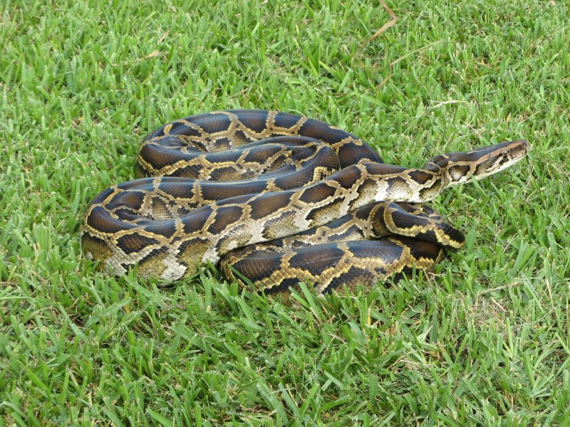 Police in West Virginia said a 15-foot python is on the loose after escaping from a truck. File Photo by Susan Jewell/USFWS