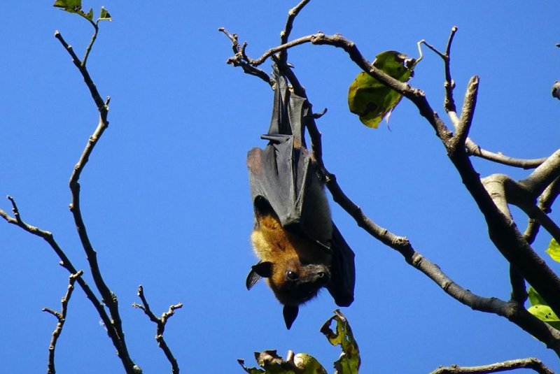 Deforestation in Australia has caused a deadly respiratory virus to pass from fruit bats to humans, by forcing the two species into closer contact, a new study reports. Photo by <a href="https://pixabay.com/users/sarangib-37542/?utm_source=link-attribution&amp;utm_medium=referral&amp;utm_campaign=image&amp;utm_content=7086706" target="_blank">Bishnu Sarangi</a>/<a href="https://pixabay.com//?utm_source=link-attribution&amp;utm_medium=referral&amp;utm_campaign=image&amp;utm_content=7086706" target="_blank">Pixabay</a>