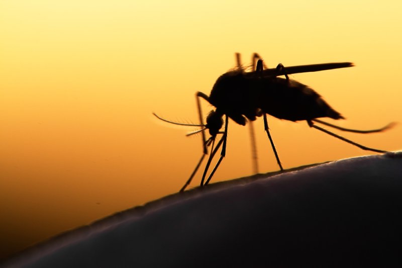 Mosquitoes with dengue virus bite more often