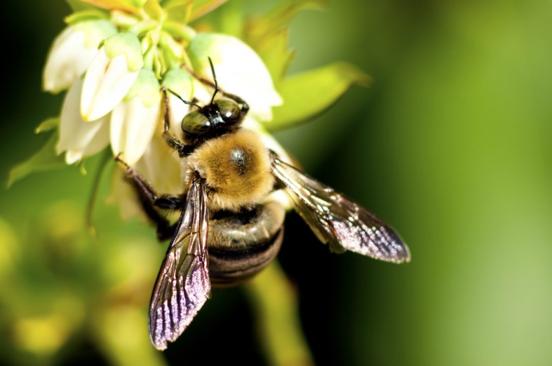 On Friday, April 27, 2018, the European Commission voted to ban three kinds of pesticides believed to harm bee health. Photo by Betty Shelton/Shutterstock