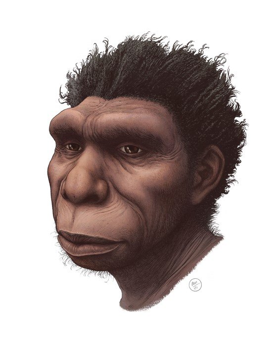 Homo bodoensis, pictured in an artist's rendering, may not be the "missing link" in human evolution, but they are an important link explaining the origins and evolutionary development of the species. Illustration by Ettore Mazza