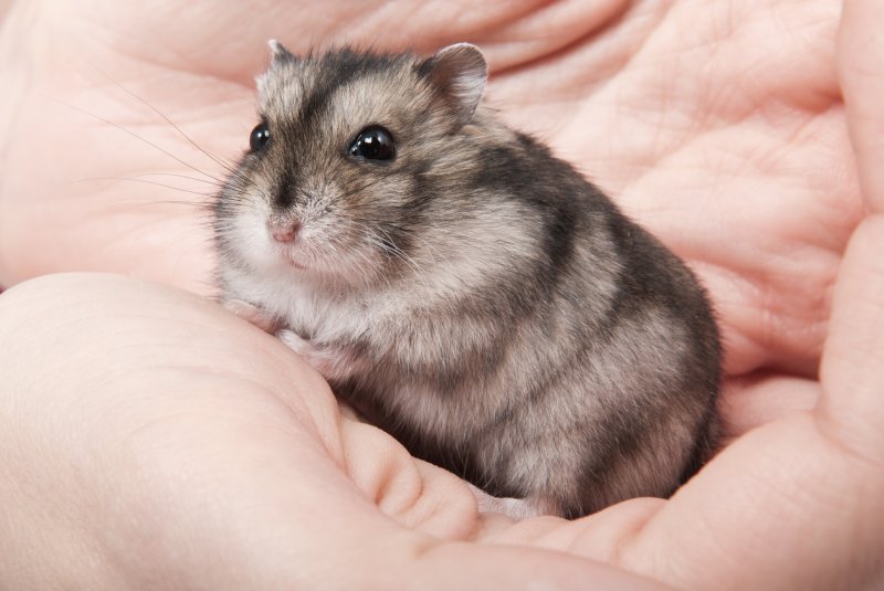 Hong Kong to euthanize 2,000 small animals after hamsters test positive for COVID-19