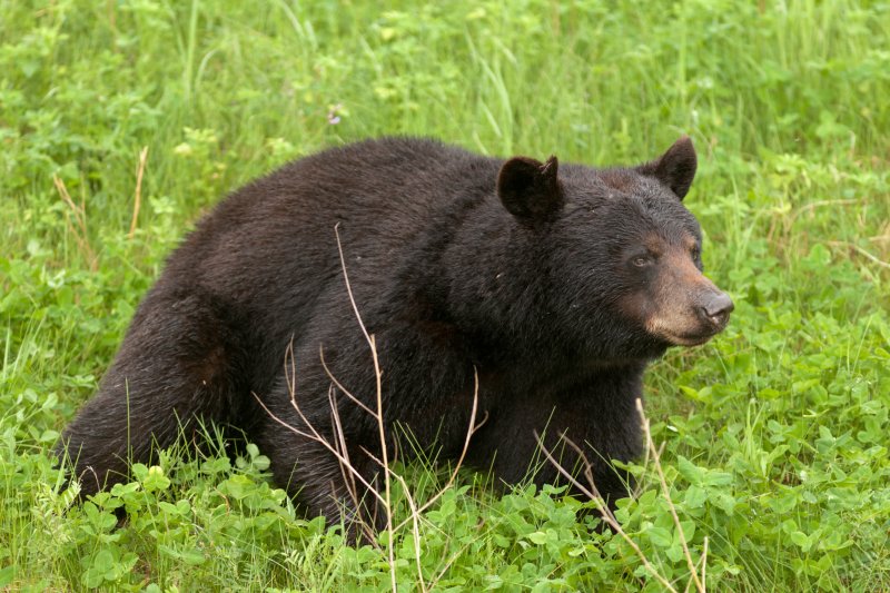 A Canadian man called upon his years of boxing and bear hunting experience to escape an encounter with a 300-pound mother black bear by punching it in the snout. Rick Nelson, 61, was walking his dog when they encountered a bear cub which became frightened and called out for its mother, prompting the attack. The bear struck Nelson in the chest, back and face before it went off to follow its cub. File photo by Pi-Lens/Shutterstock