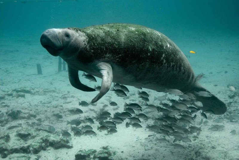 Loss of seagrass leads to record number of manatee deaths
