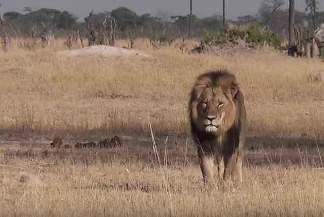Cecil the lion was killed outside Hwange National Park in Zimbabwe in July 2015. His admitted shooter, Walter Palmer, was freed of extradition and trial by Zimbabwean authorities on Monday. Screenshot courtesy of Bryan Orford/YouTube